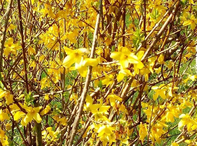 Hotel La Fonte Fontanafredda